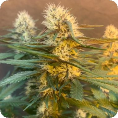 Critical Hash Cake Auto